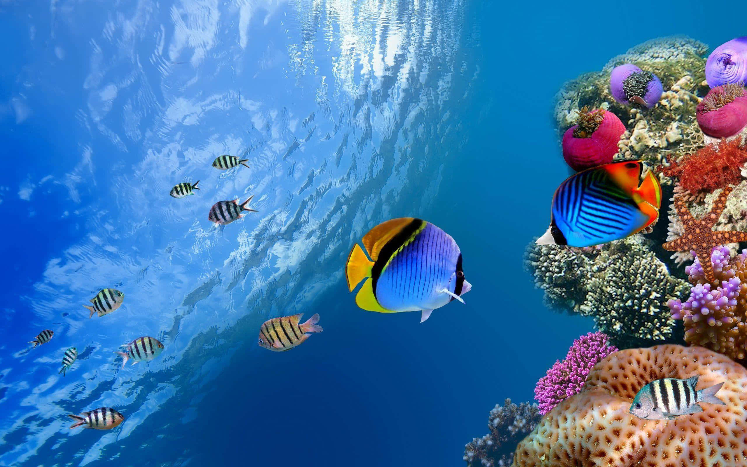 海底海洋魚群 壁紙 — 色彩繽紛的熱帶魚在清澈的藍色海水下，優雅地在色彩斑斕的珊瑚礁附近游動。
