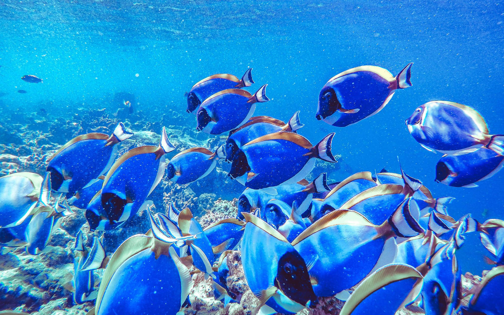 海底涼魚群 壁紙 — 一群充滿活力的藍色刺尾魚在陽光照耀的珊瑚礁上，於清澈見底的碧綠海水中優雅地游動。