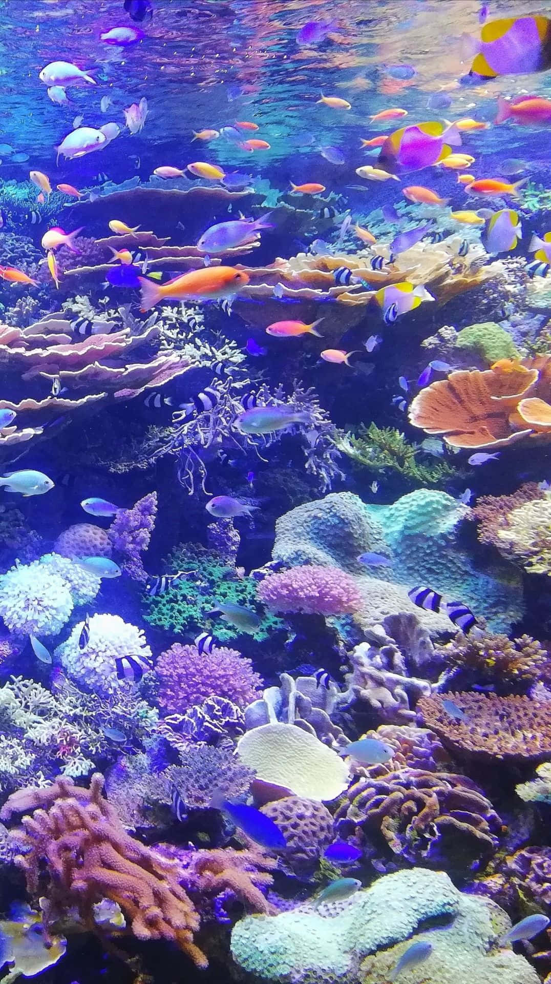 海底珊瑚礁圖 壁紙 — 色彩繽紛的熱帶魚在發光的藍色海水下穿梭於色彩斑斕的珊瑚群中。