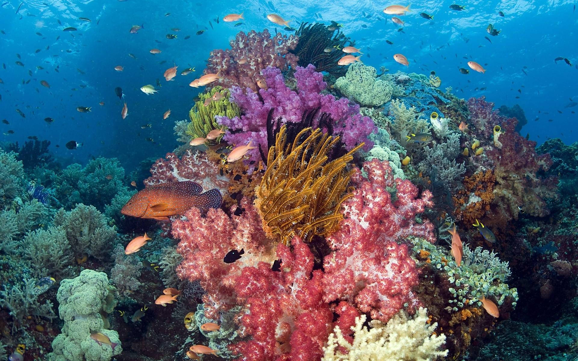 色彩繽紛的珊瑚礁，魚兒在清澈的藍色海水中游動。