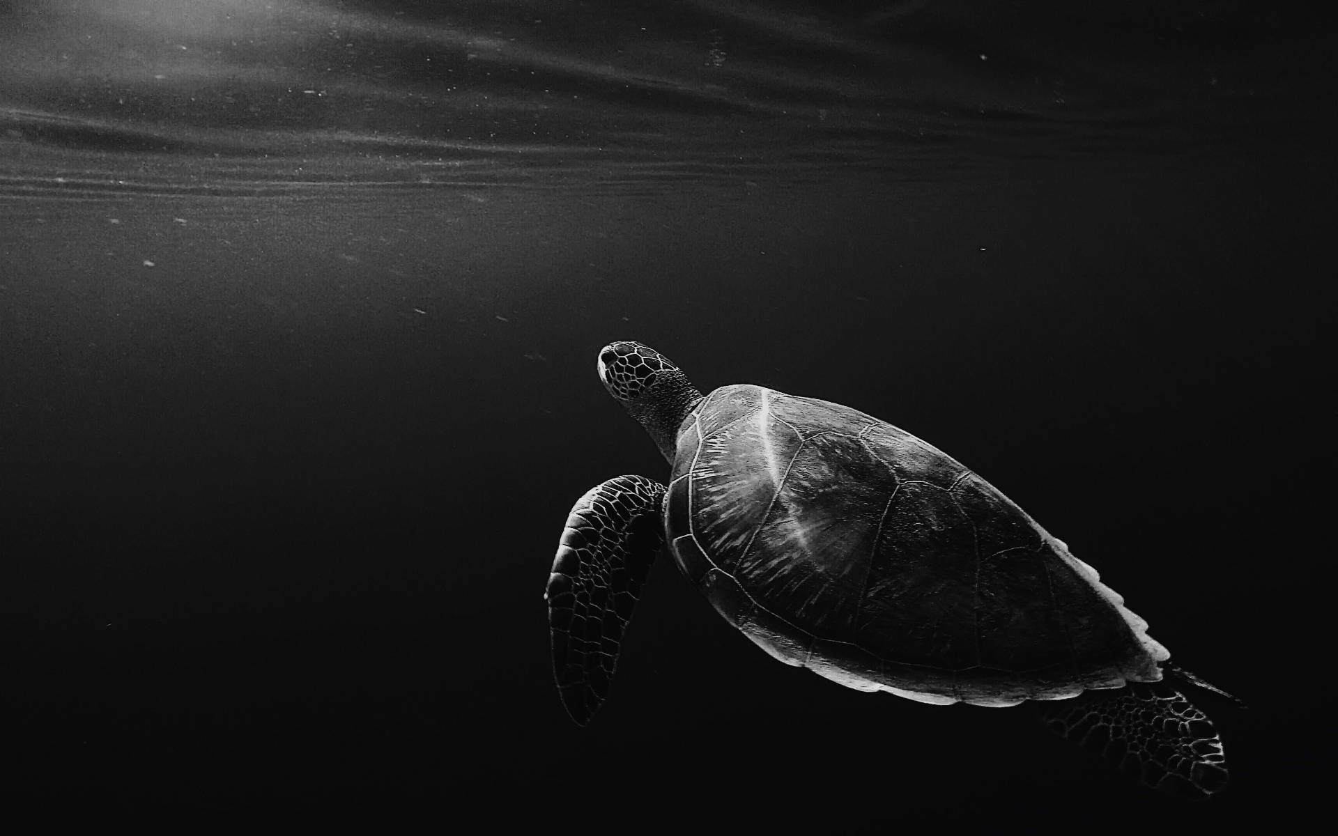 海底的灰階冷酷海龜 壁紙 — 一隻單色海龜在陽光從上方穿透的深海中優雅地滑行。