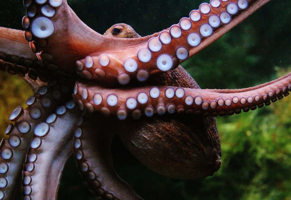 海底章魚美學圖 壁紙 — 一張章魚的特寫照片，具有紋理的手臂和吸盤，背景是綠色水下環境。