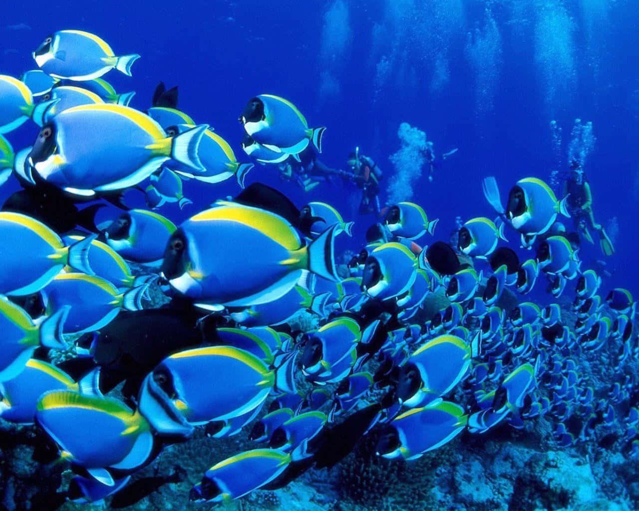 海底粉藍外科魚 壁紙 — 一群充滿活力的藍黃色刺尾魚在珊瑚礁上優雅地游動，潛水員從上方觀察。