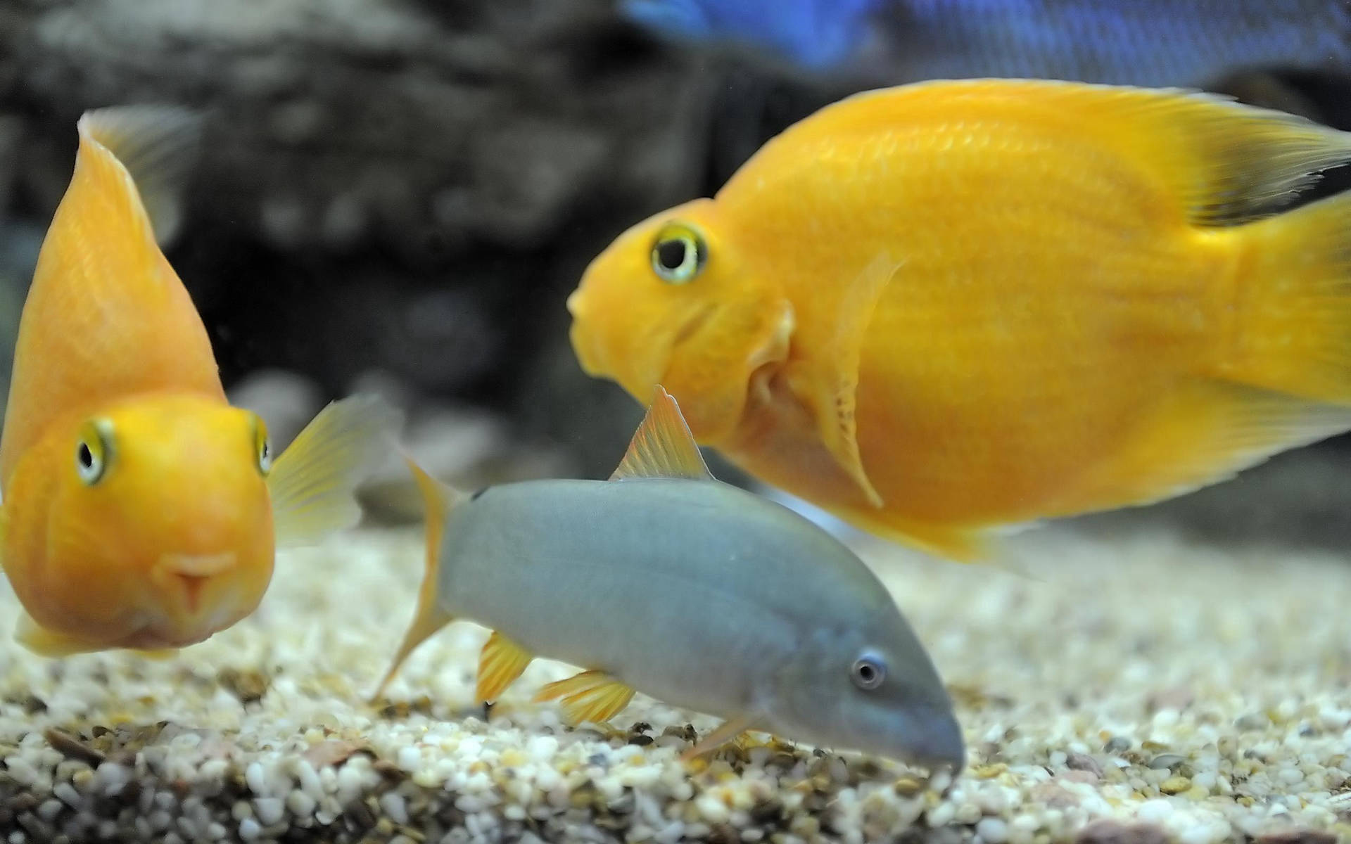 三條魚在礫石底和深色岩石的水族箱中游泳