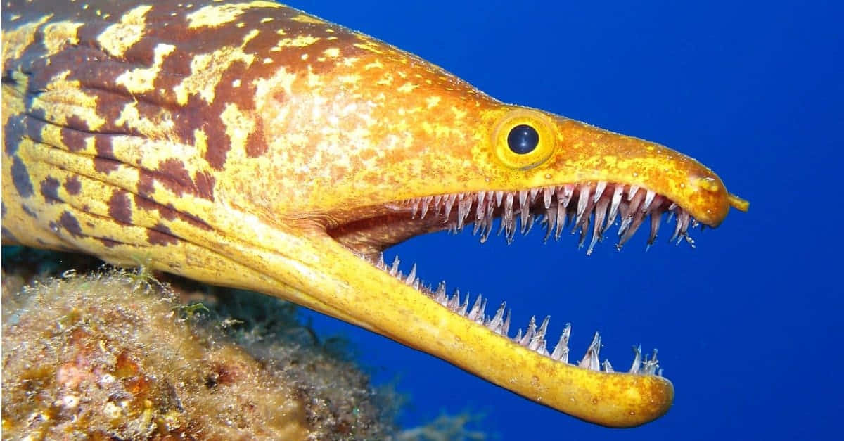 海底開口的鋸齒鰻魚圖 壁紙 — 一條黃色和棕色斑點的海鱔，長有鋒利牙齒，從珊瑚中冒出，背景是深藍色海水，特寫鏡頭。