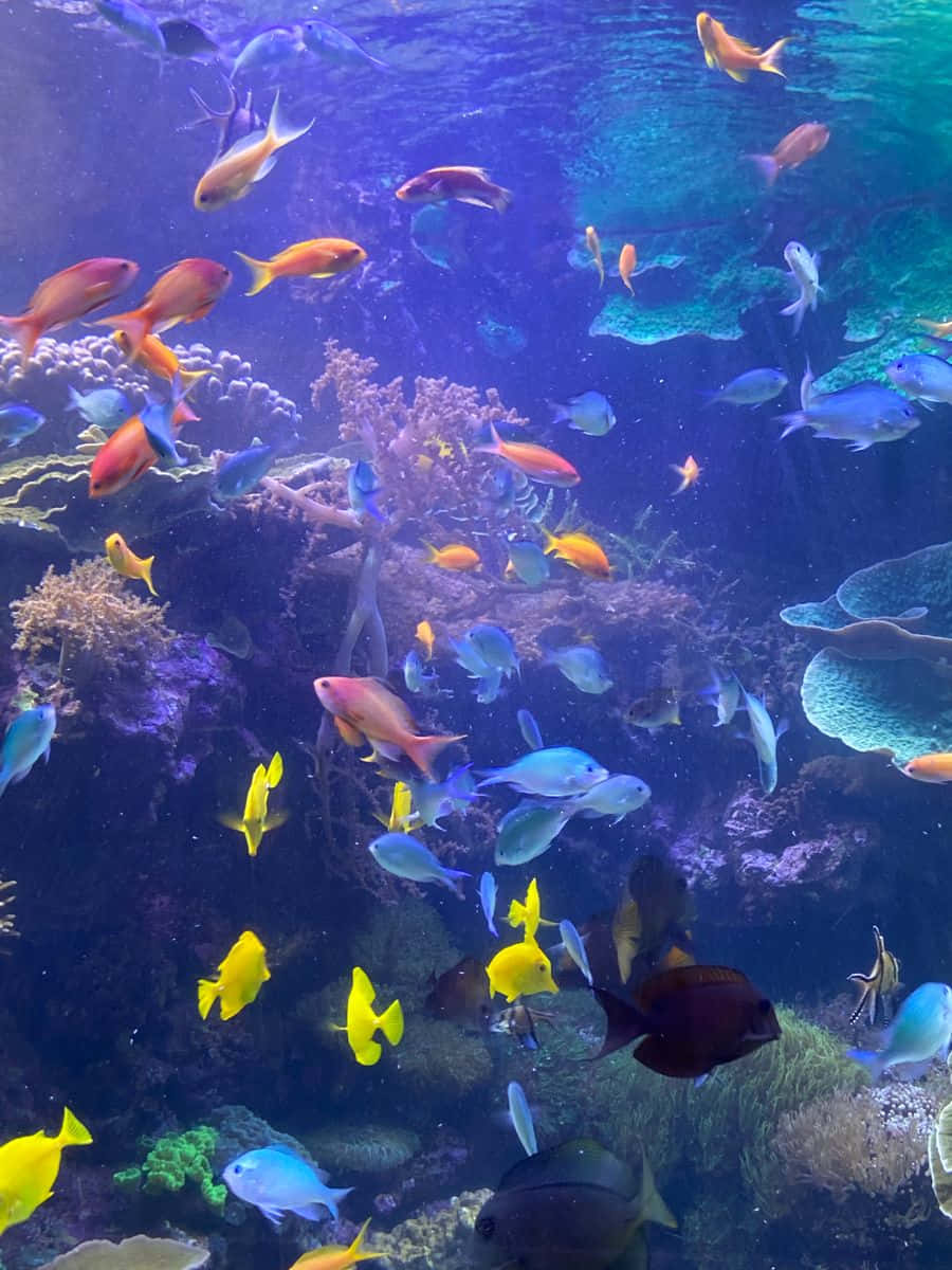 海底魚群圖 壁紙 — 色彩繽紛的熱帶魚在深藍色海水中的彩色珊瑚礁間優雅地游動。
