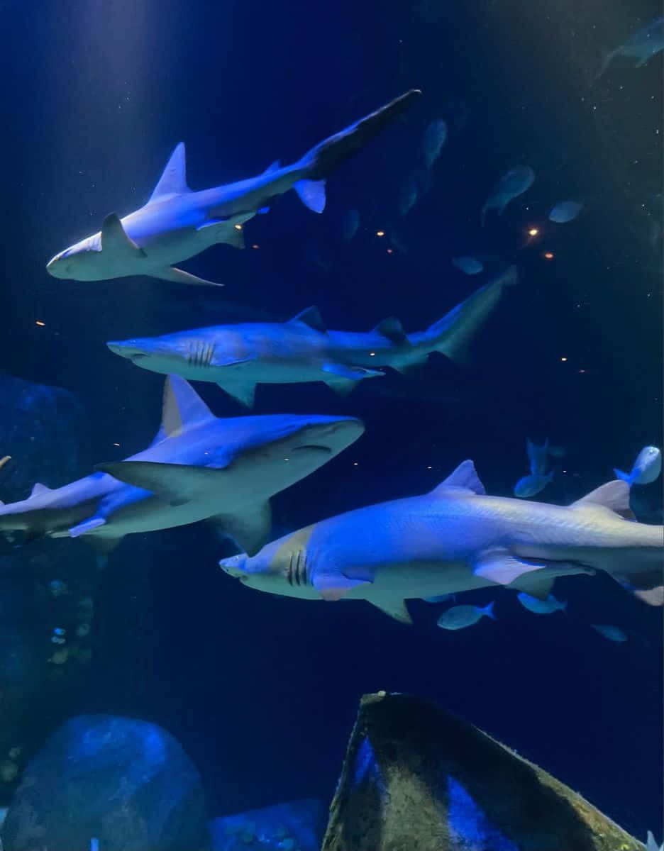 海底鯊魚群圖 壁紙 — 多條鯊魚在聚光燈照射下，優雅地滑過深藍色的水族館水域，周圍環繞著岩石。