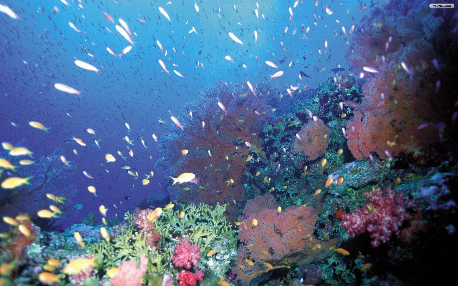海底黃色小魚群 壁紙 — 充滿活力的珊瑚礁，色彩繽紛的魚群在藍色海洋光線下暢游。