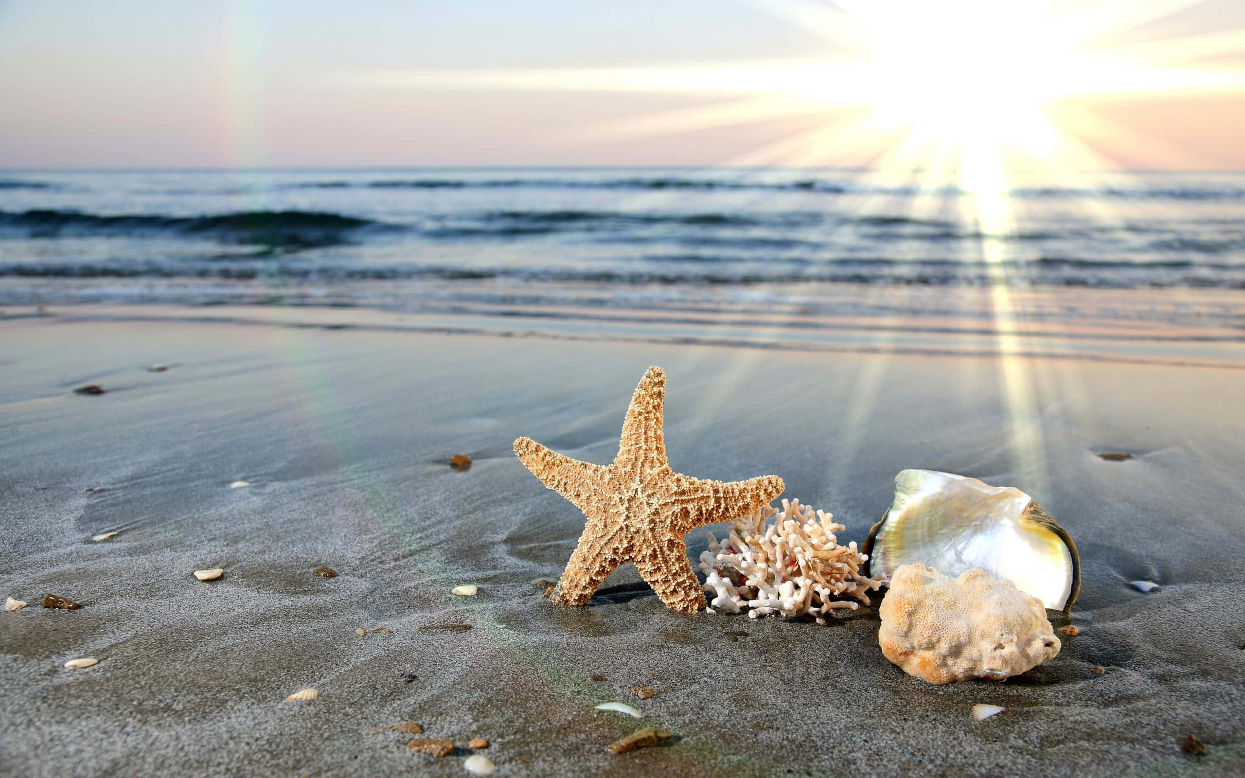 Shell 桌布 壁紙 — 海星殼和珊瑚躺在濕沙上，夕陽在海面上散發出金色的光芒。