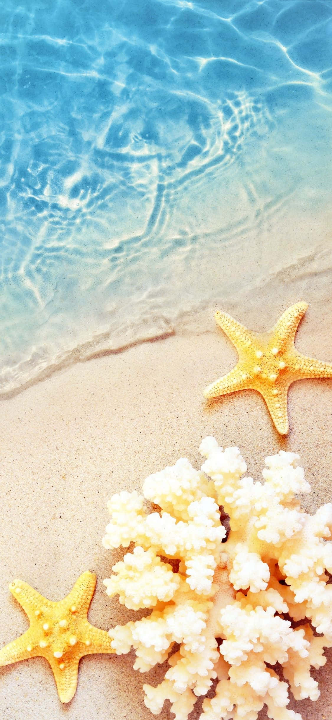 海星與珊瑚 iPhone X 夏日背景 壁紙 — 清澈的碧綠海水拍打著金色沙灘，旁邊有鮮黃色的海星和白色珊瑚。