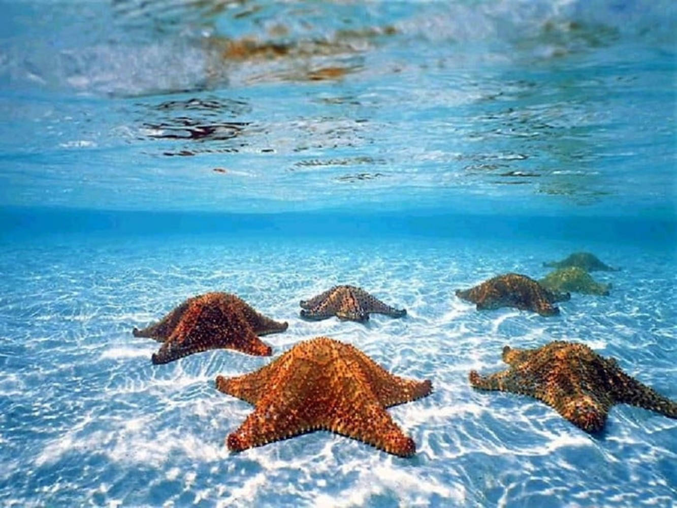 水下 桌布 壁紙 — 海星躺在沙質海底，上方有陽光照射的漣漪的水下景觀。