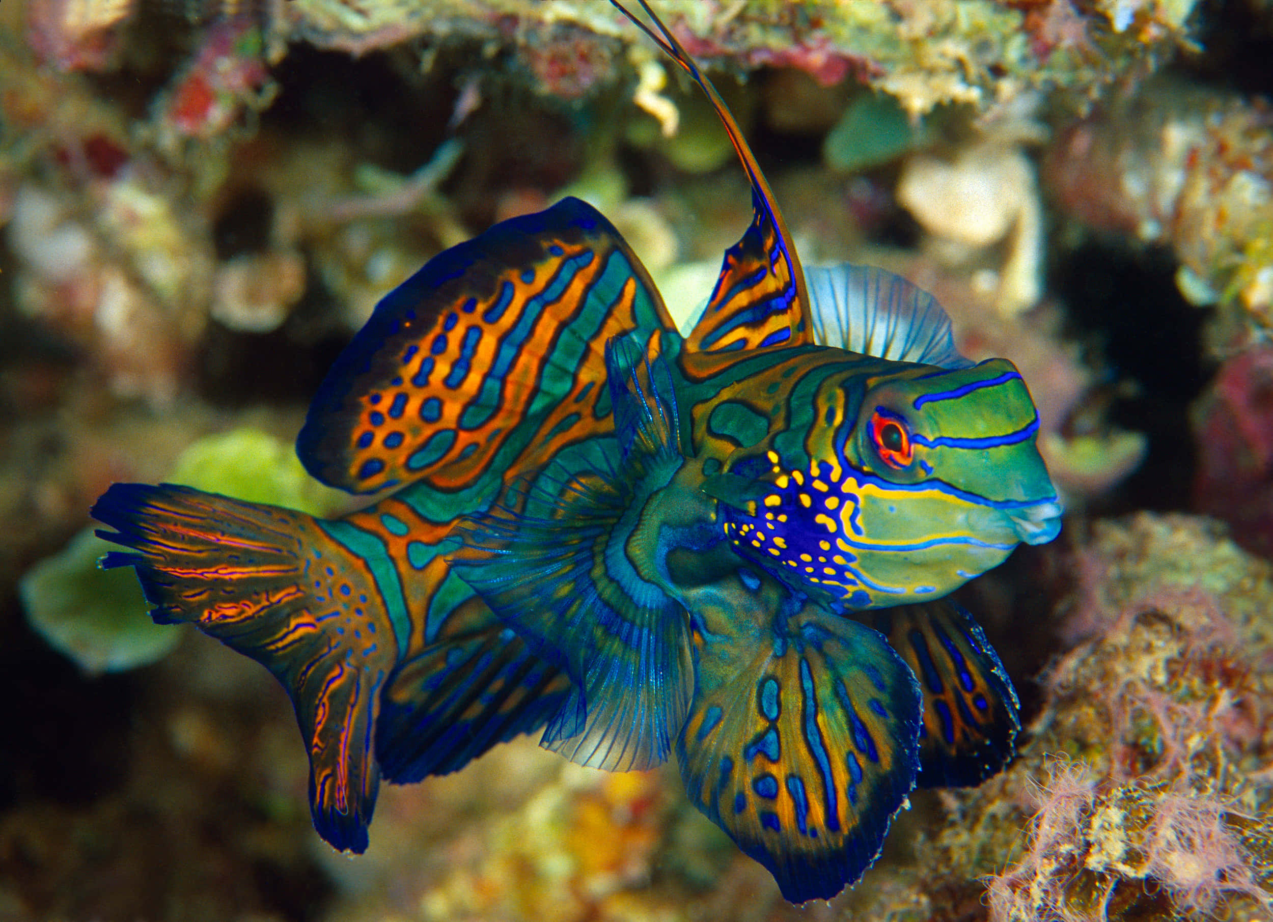 「海洋中色彩繽紛的魚群」 壁紙 — 一條色彩鮮豔的麒麟魚，帶有電光藍、橙和綠色圖案，在色彩繽紛的珊瑚礁 formations 中優雅地游動。