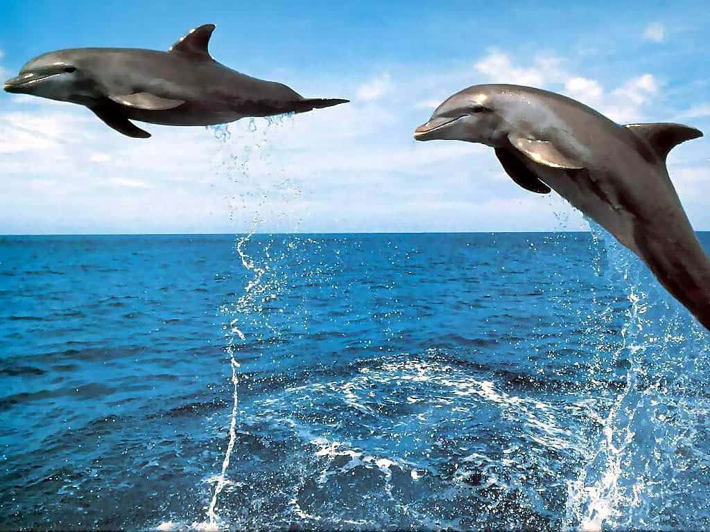 兩隻海豚從海洋中躍出，周圍水花四濺。