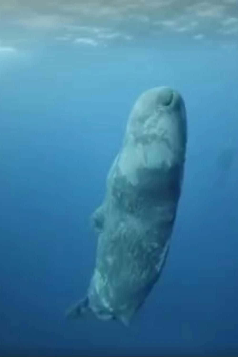 海洋巨獸——近距離欣賞雄偉鬚鯨 壁紙 — 一條巨大的無齒鯨魚在清澈湛藍的海水中優雅地滑行，陽光從上方穿透而下。