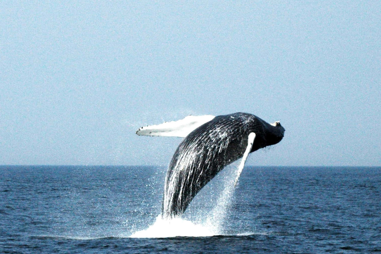 座頭鯨跳出海洋製造水花
