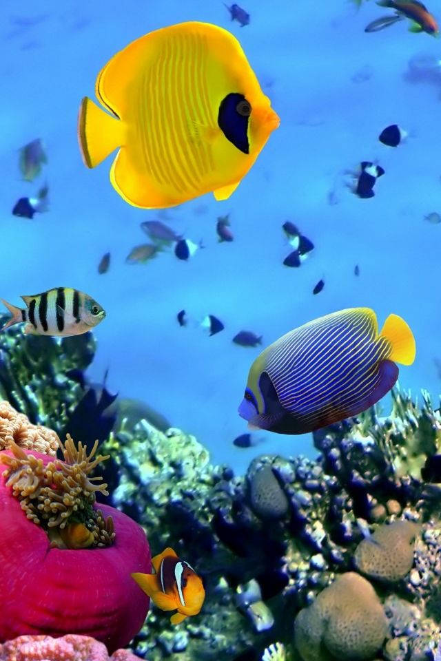 海洋活魚 iPhone 壁紙 — 色彩繽紛的熱帶魚在清澈藍色海水下的珊瑚礁中優雅地游動。