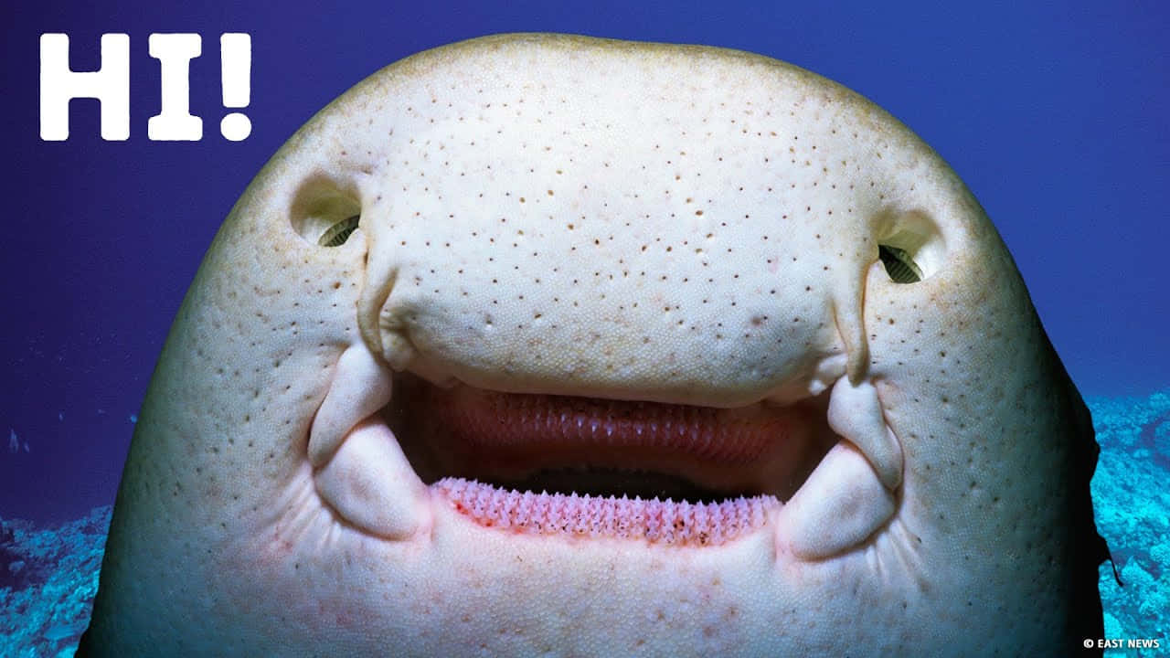 海洋深處等待著未知的驚喜 壁紙 — 微笑鯊魚的特寫，帶有「HI!」文字疊加在藍色水下背景上。