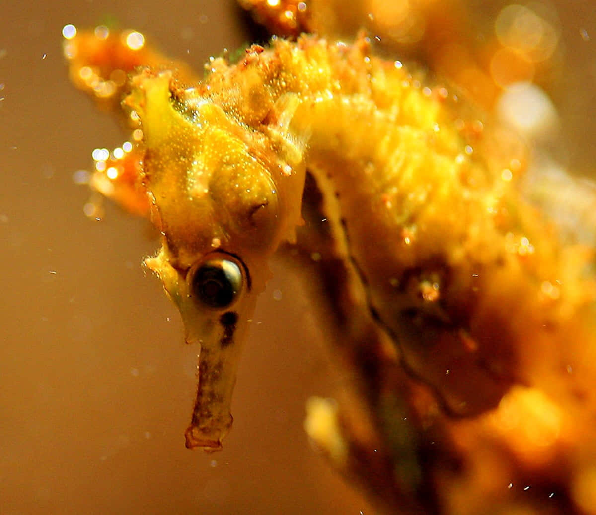 海洋生物 - 一隻海馬享受海洋生活 壁紙 — 金色海馬的微距照片，具有細緻紋理和溫暖琥珀色調中發光的水滴。