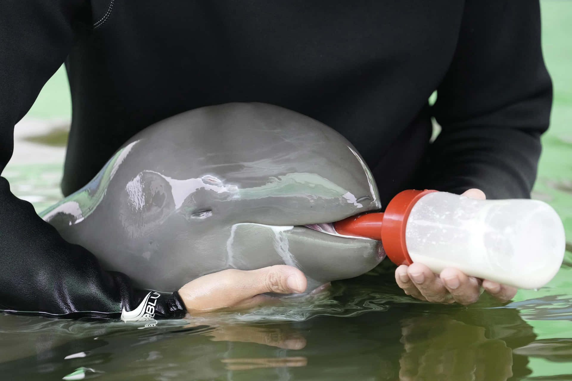 在水中用奶瓶餵食海豚寶寶的人 — 邁阿密海豚 GIF 壁紙