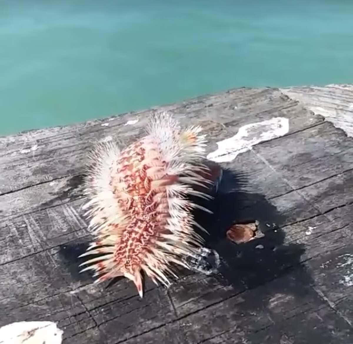 海洋的深處仍籠罩在黑暗的謎團中 壁紙 — 一隻帶刺的橙白色海洋生物在風化的木製碼頭板上休息，旁邊是碧綠色的海水。