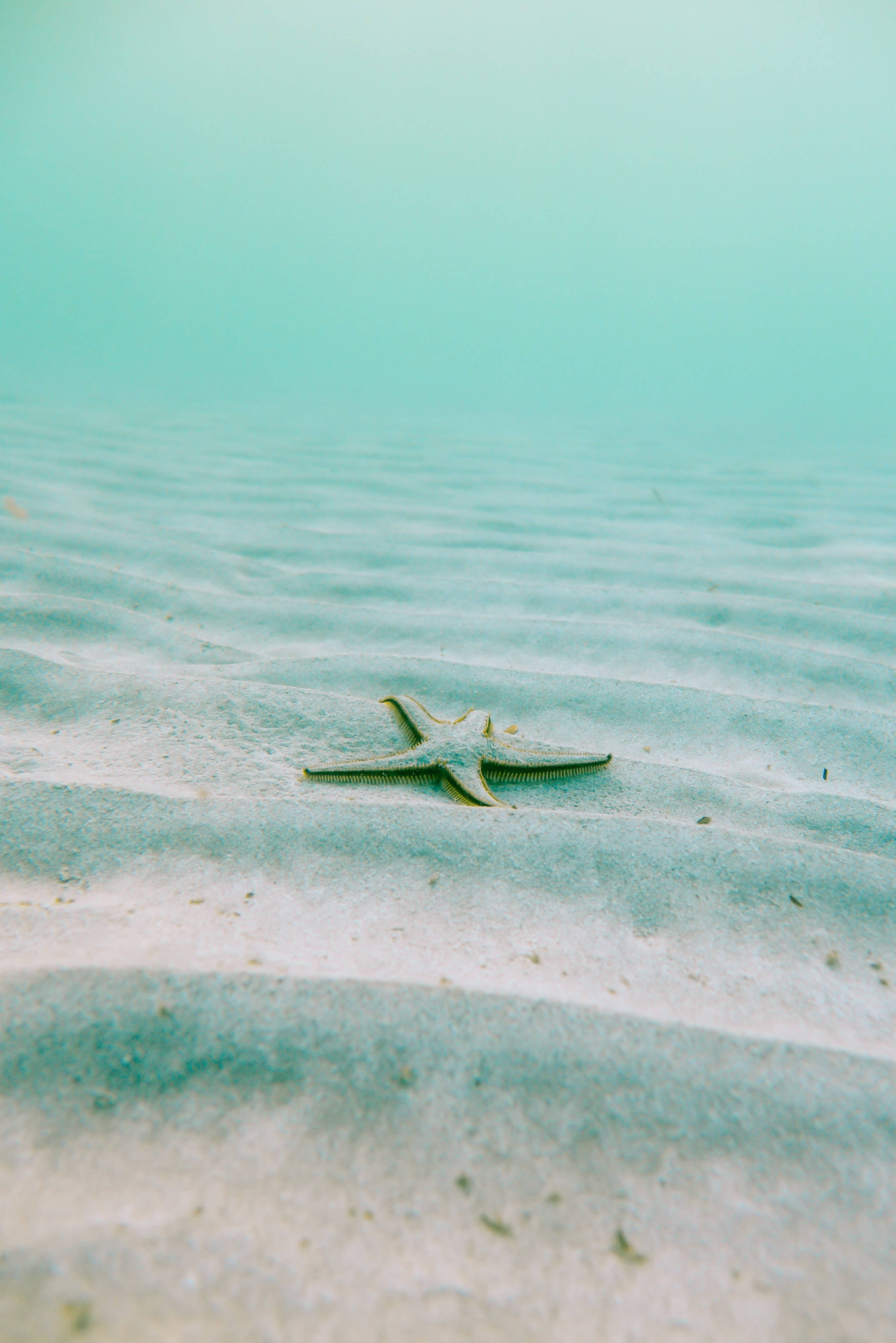 海洋藍色水域中的海星 壁紙 — 一顆海星在波紋狀的沙質海底上，在朦朧的碧綠海水下休息。