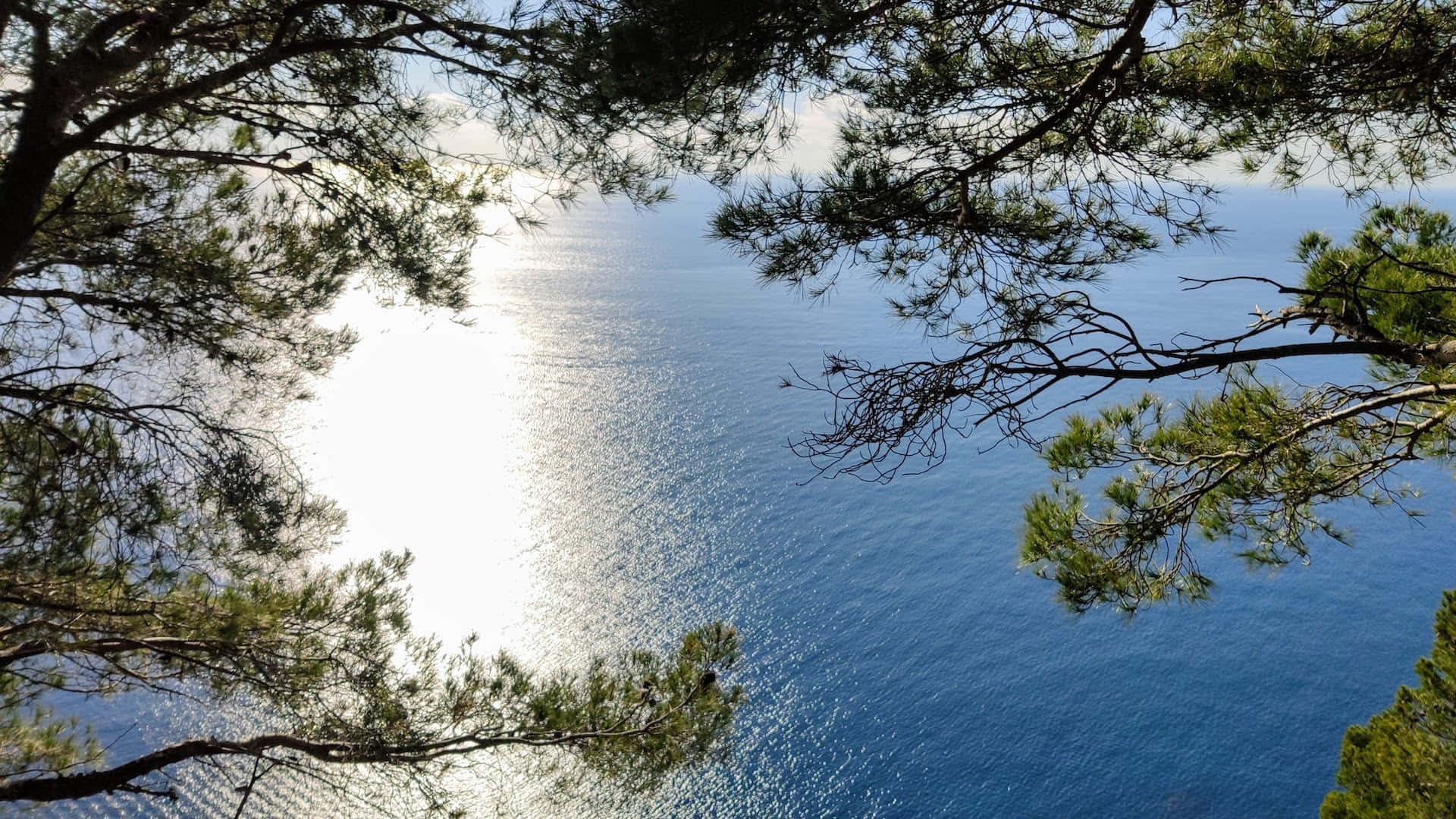 透過松樹枝條觀看平靜的藍色大海，陽光在水面上反射。