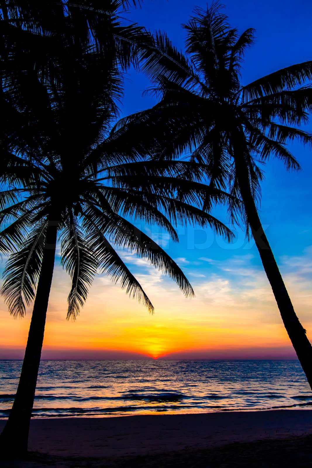 海灘上的寧靜夜景 壁紙 — 剪影的棕櫚樹在深藍色天空下，框住平靜海面上充滿活力的日落。