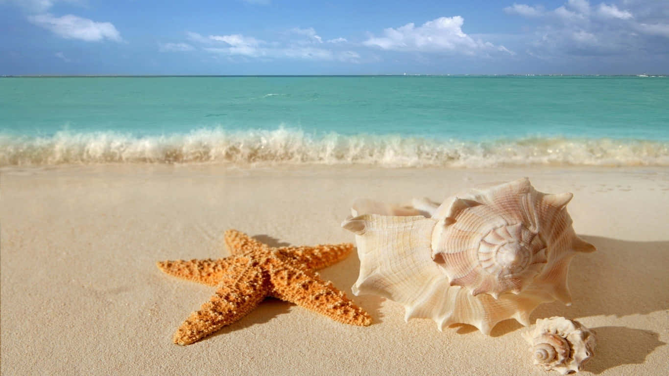 橙色海星和貝殼在沙灘上，配以碧綠海洋和藍天。