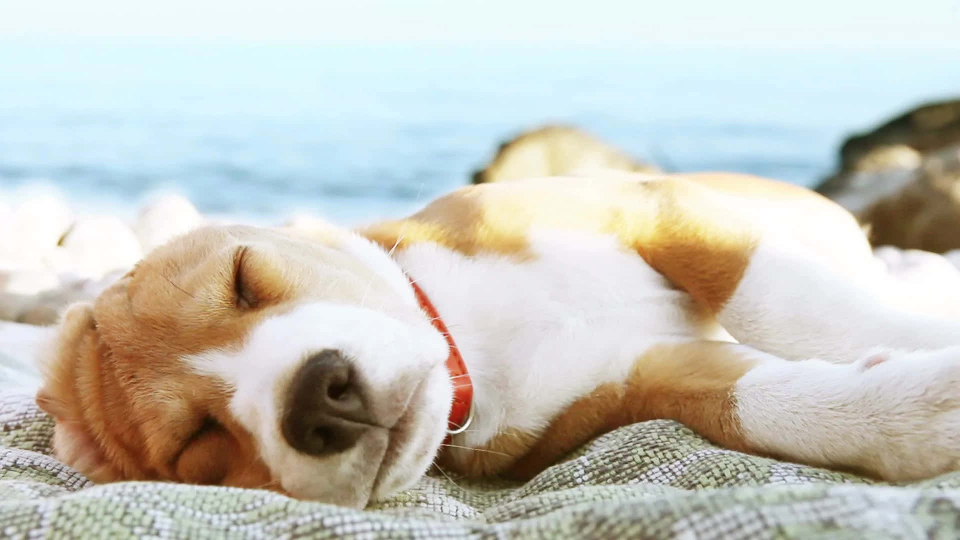 一隻比格犬在海洋附近的毯子上睡覺。 — 狗 壁紙