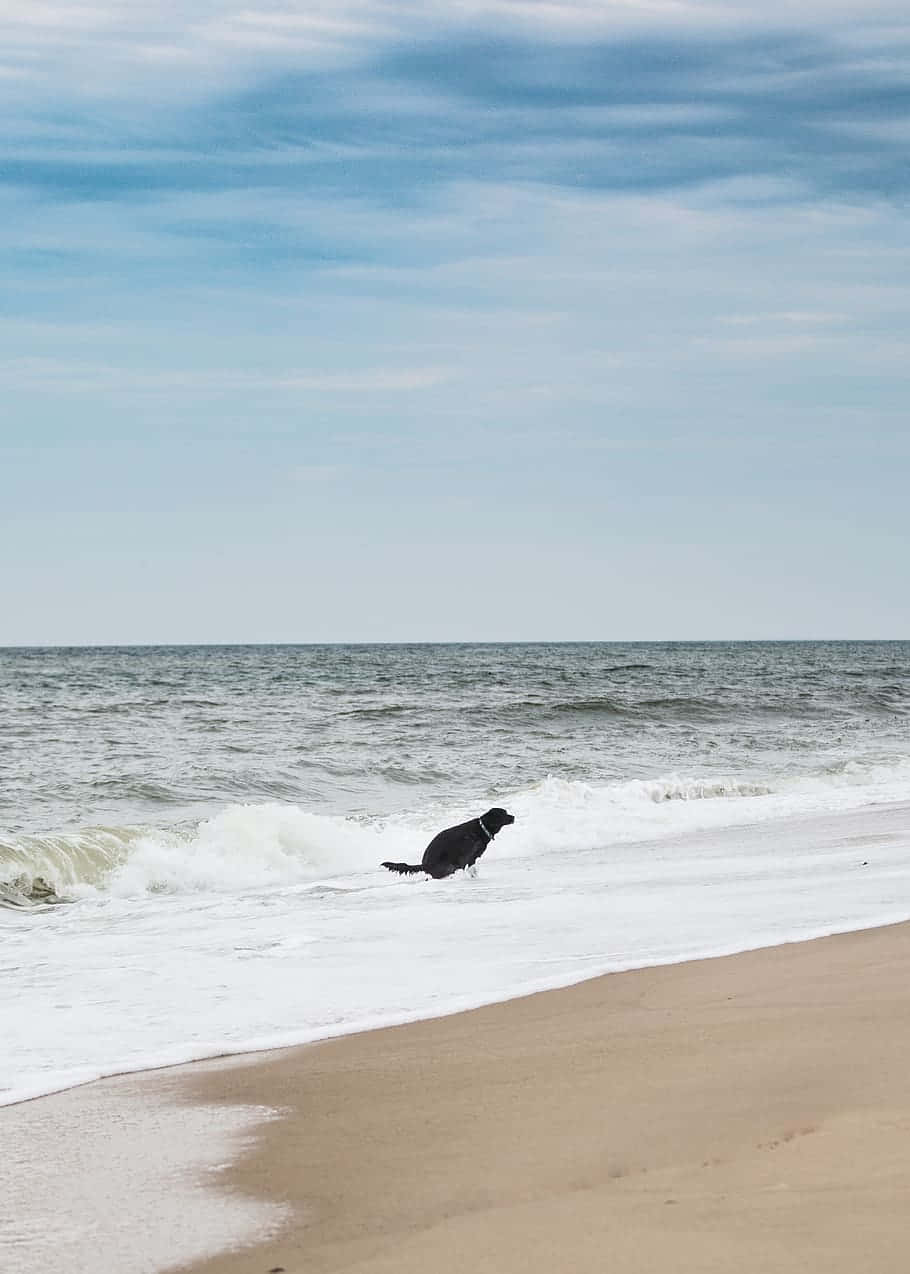 黑狗在陰天下的沙灘上玩海浪
