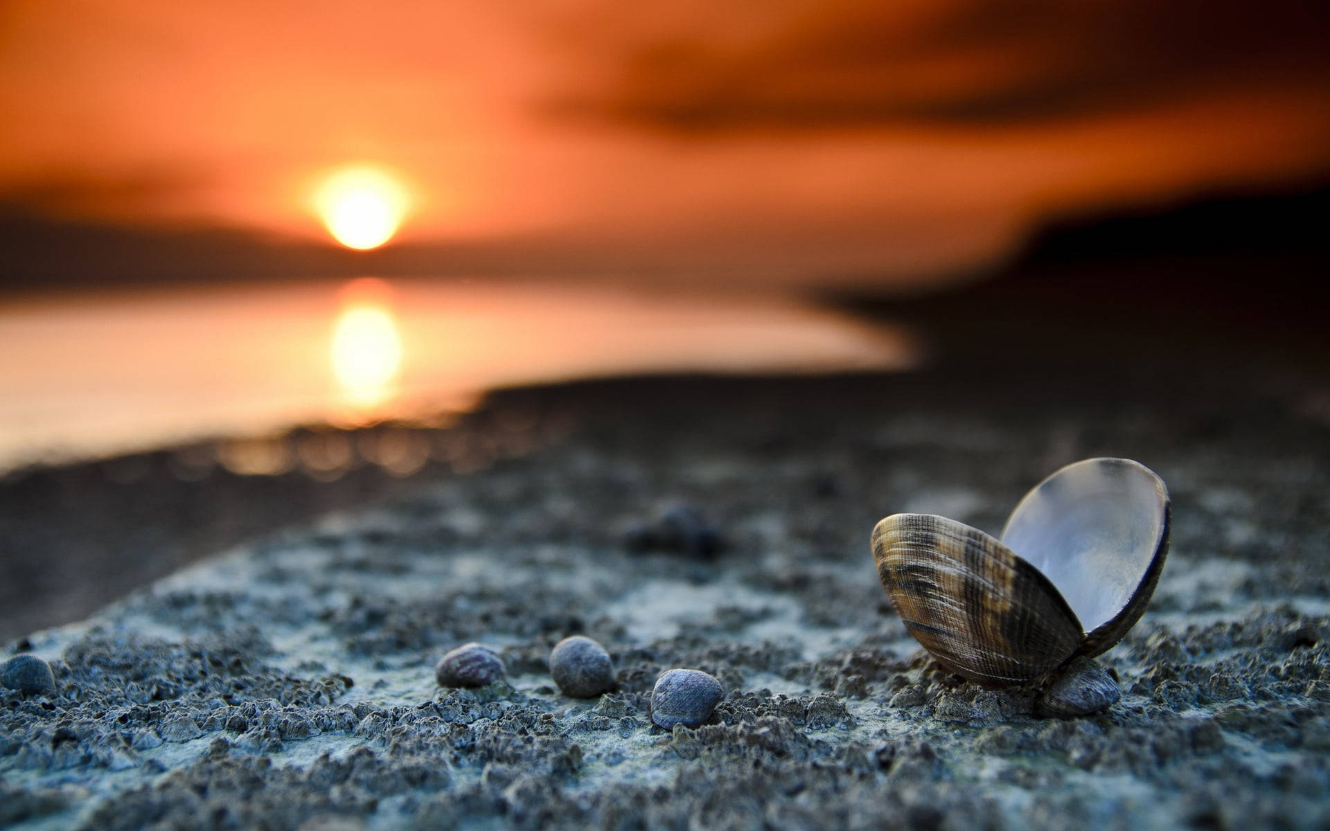 海灘日落下的貝殼 壁紙 — 一個打開的貝殼擱在濕沙上，夕陽在平靜的水面上落下，投射出溫暖的橙色光芒。