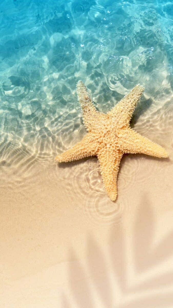 沙灘上的海星，周圍有清澈的藍色海水泛起漣漪。 — 海洋 壁紙