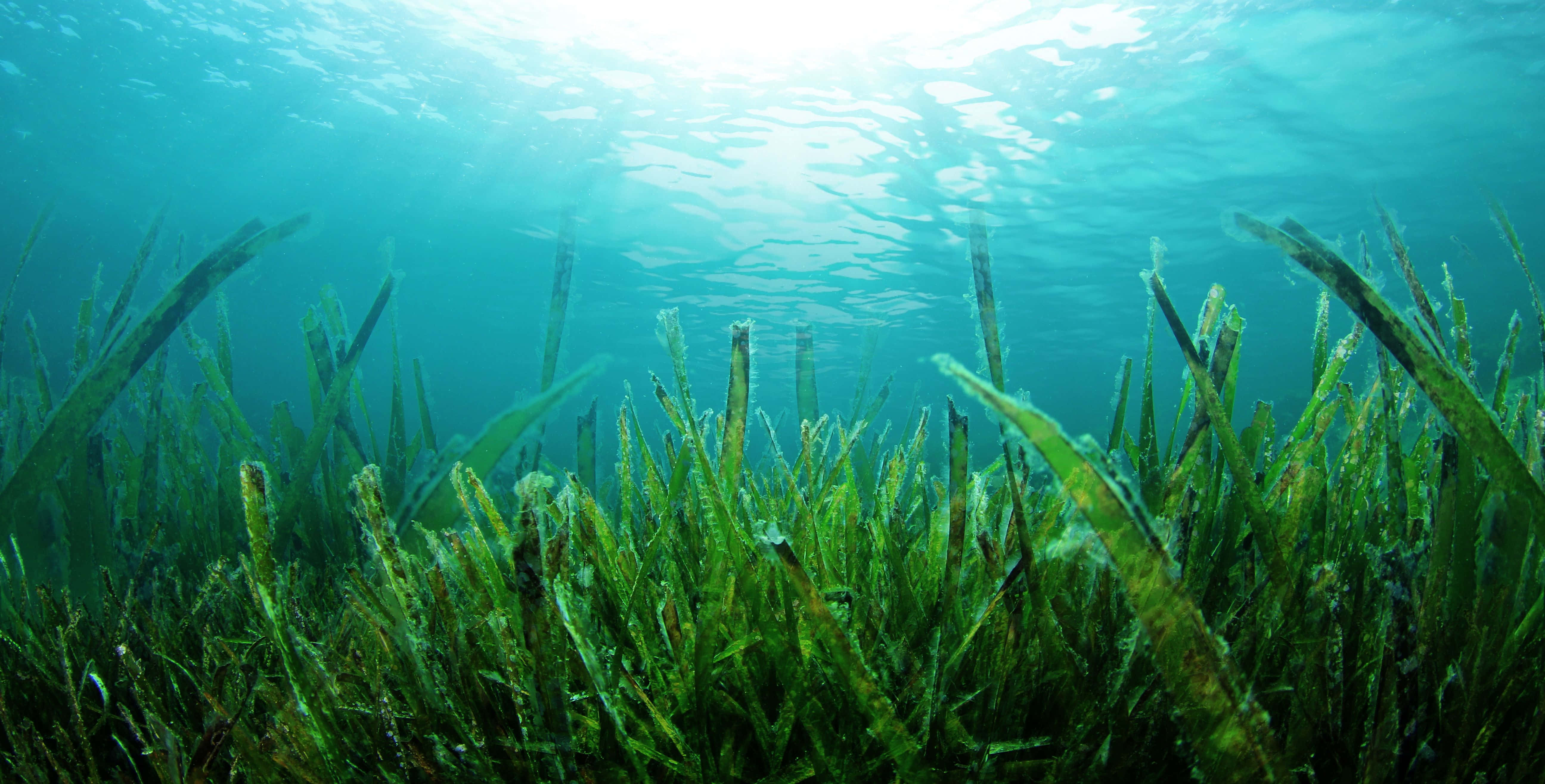 海灘邊生長的美麗海藻 壁紙 — 陽光穿過碧綠色的海水，照亮了寧靜海床上搖曳的綠色海草葉片。