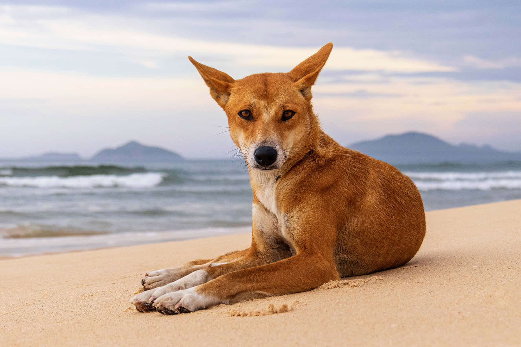 海灘野狗圖片 壁紙 — 一隻耳朵警覺的澳洲野狗平靜地坐在金色沙灘上，溫柔的海浪在柔和暮色天空下緩緩湧來。