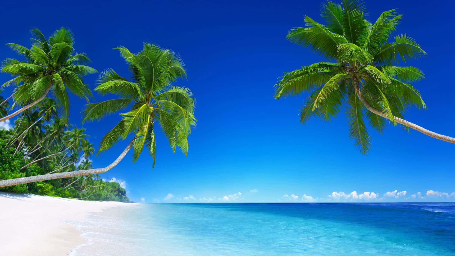 海灘風景 晴空藍天白沙 壁紙 — 熱帶天堂，茂密的棕櫚樹在白色沙灘上搖曳，與碧綠的海洋在鮮豔的藍天下交匯。