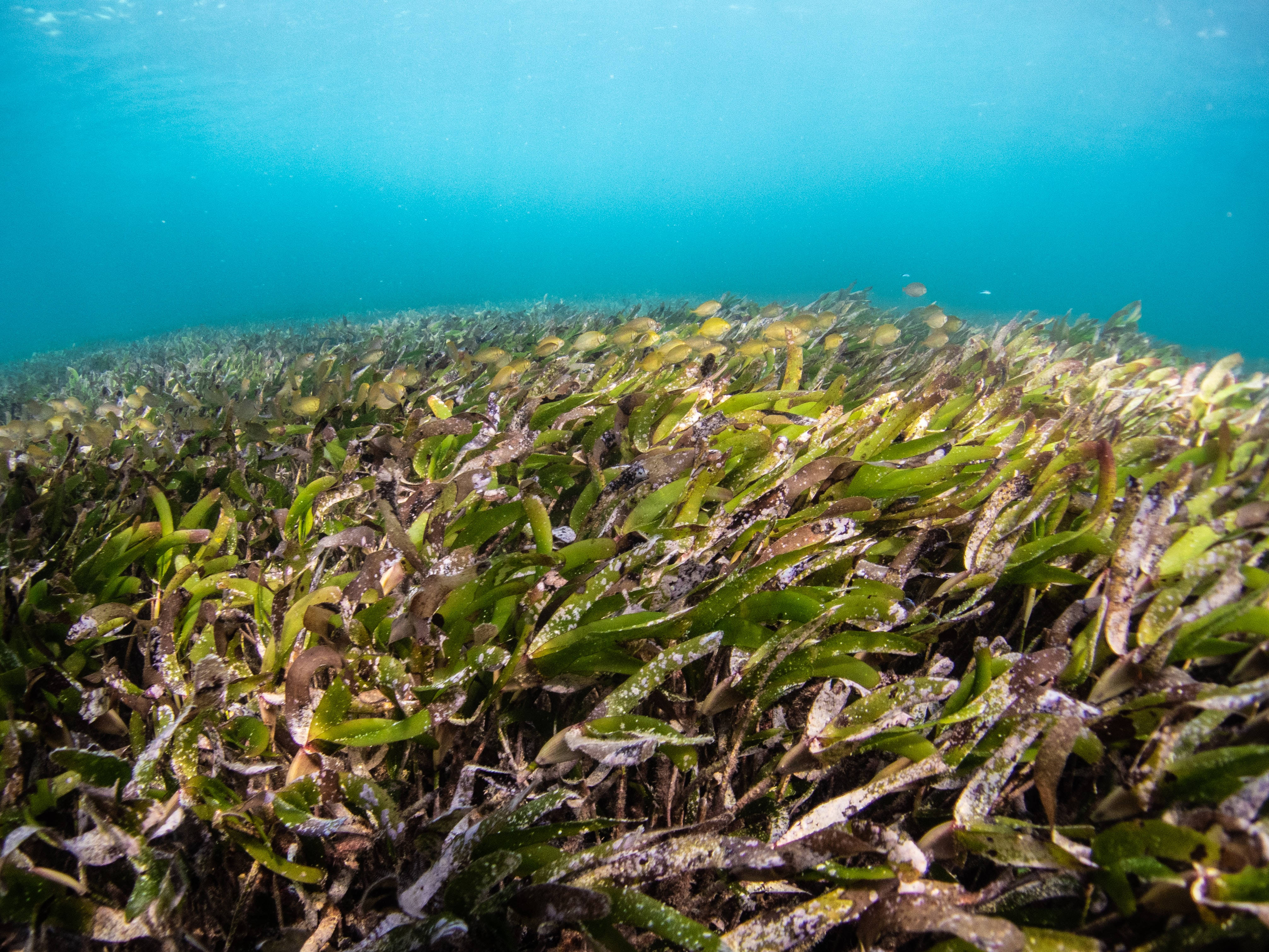 海牛草海藻水下植物俯拍 壁紙 — 陽光穿過碧綠色的海水，照亮了海底一片茂密搖曳的綠色海草床。