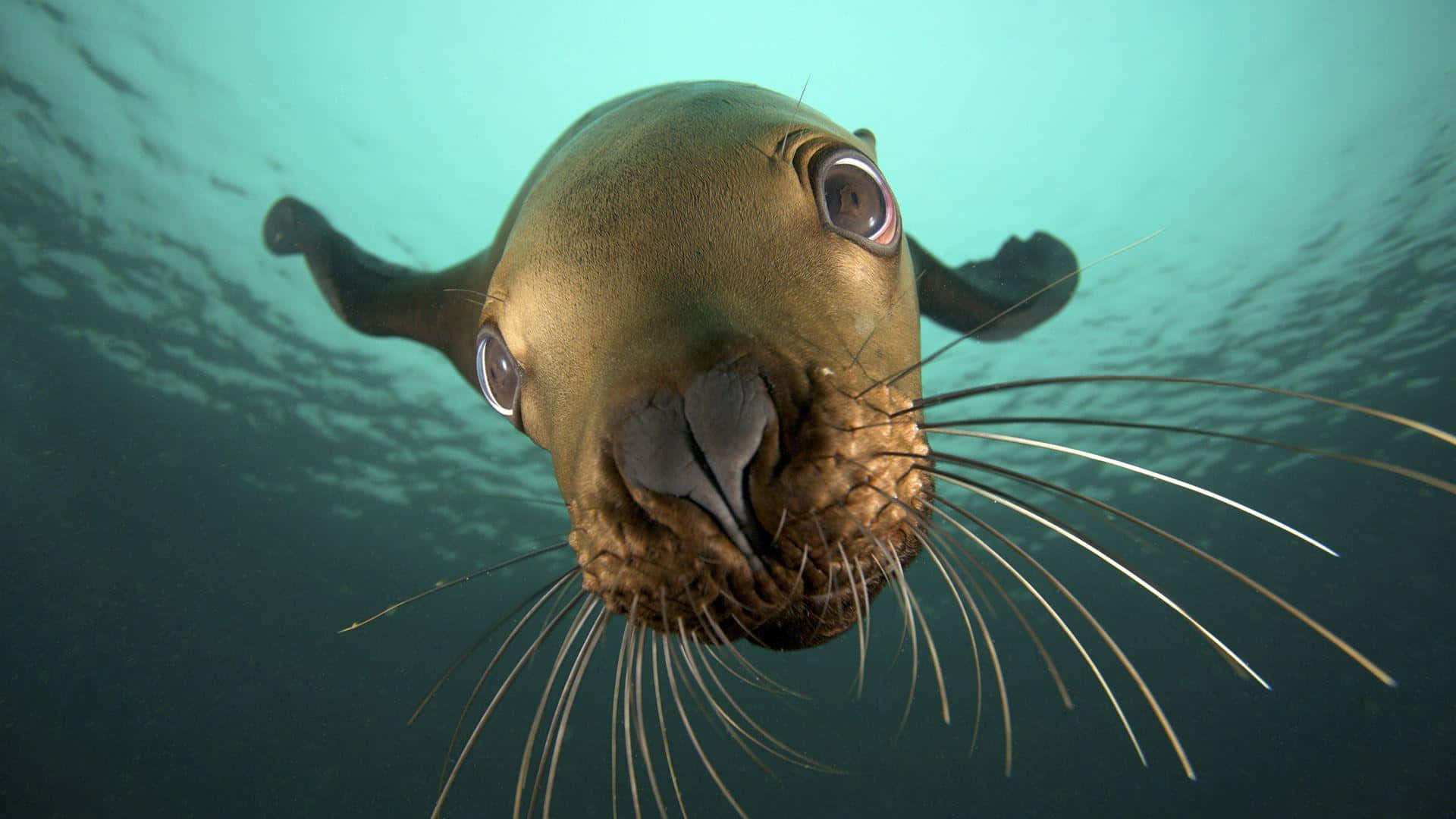 海獅潛入海中的美學圖 壁紙 — 一隻好奇的海獅在碧綠色的水中睜大眼睛、鬍鬚飄動，朝著鏡頭游來。