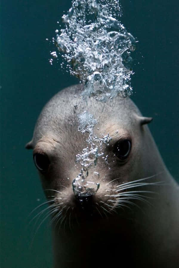 海獅潛水圖 壁紙 — 海豹臉部特寫水下鏡頭，牠正對著深藍綠色背景向上呼出一串閃閃發光的氣泡。