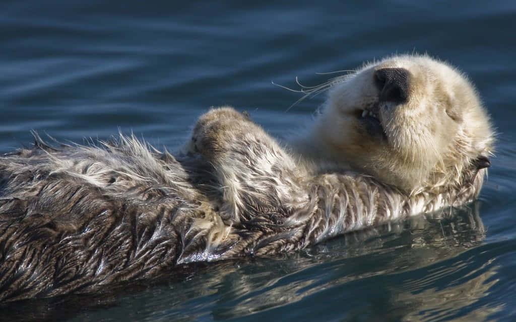 海獺漂浮美學圖 壁紙 — 一隻海獺平靜地仰躺在平靜的藍色水面上，閉著眼睛，爪子輕輕交握。