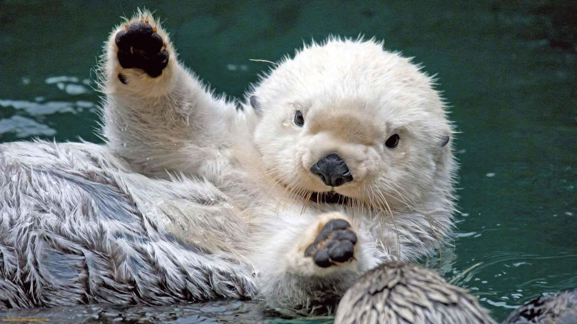海獺美學圖 壁紙 — 一隻毛茸茸的白色海獺仰躺在綠色的水中，頑皮地向鏡頭揮動一隻爪子。