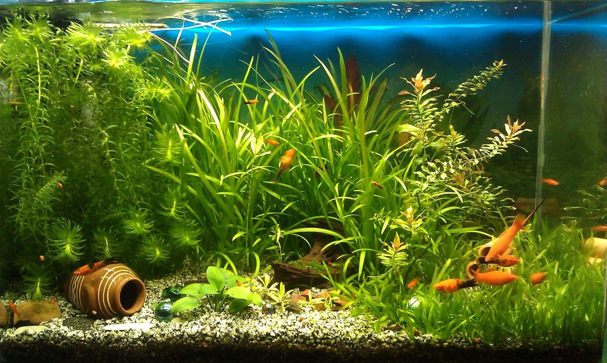 海草與蕨類水族箱背景 壁紙 — 鮮豔的橙色魚在光線充足的魚缸中，在茂密的綠色水生植物間游動，魚缸內有礫石底質和陶瓷裝飾。