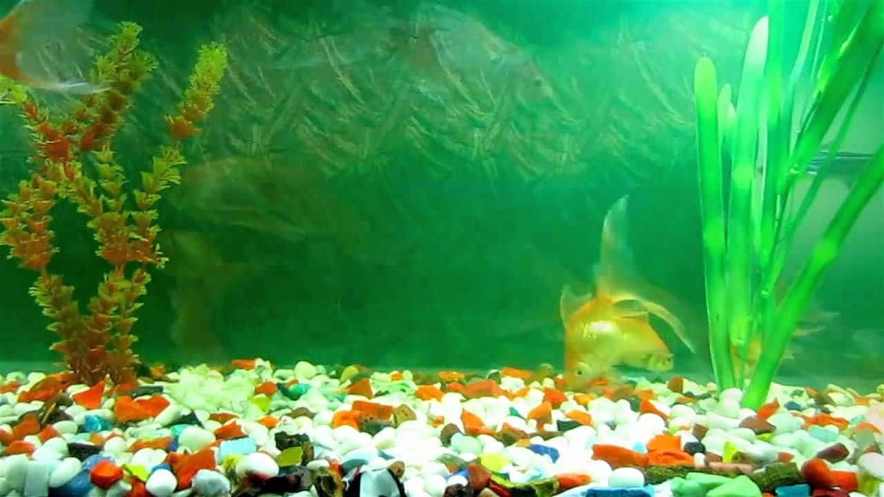 金色魚在色彩繽紛的鵝卵石水族箱中，與綠色和橙色植物一起游泳。