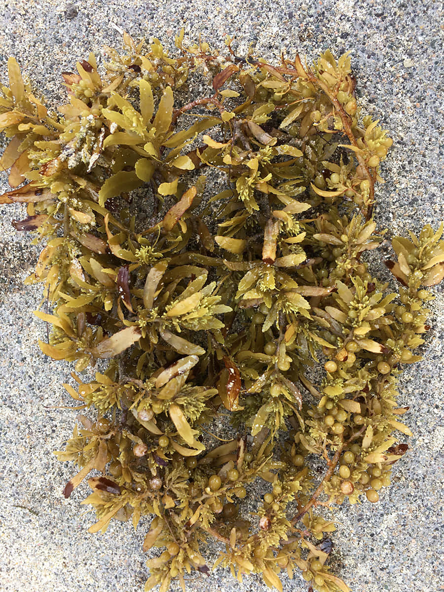 海藻化為水下天堂 壁紙 — 一堆潮濕的棕色海藻，帶有小圓形漿果，躺在灰色的沙灘上。