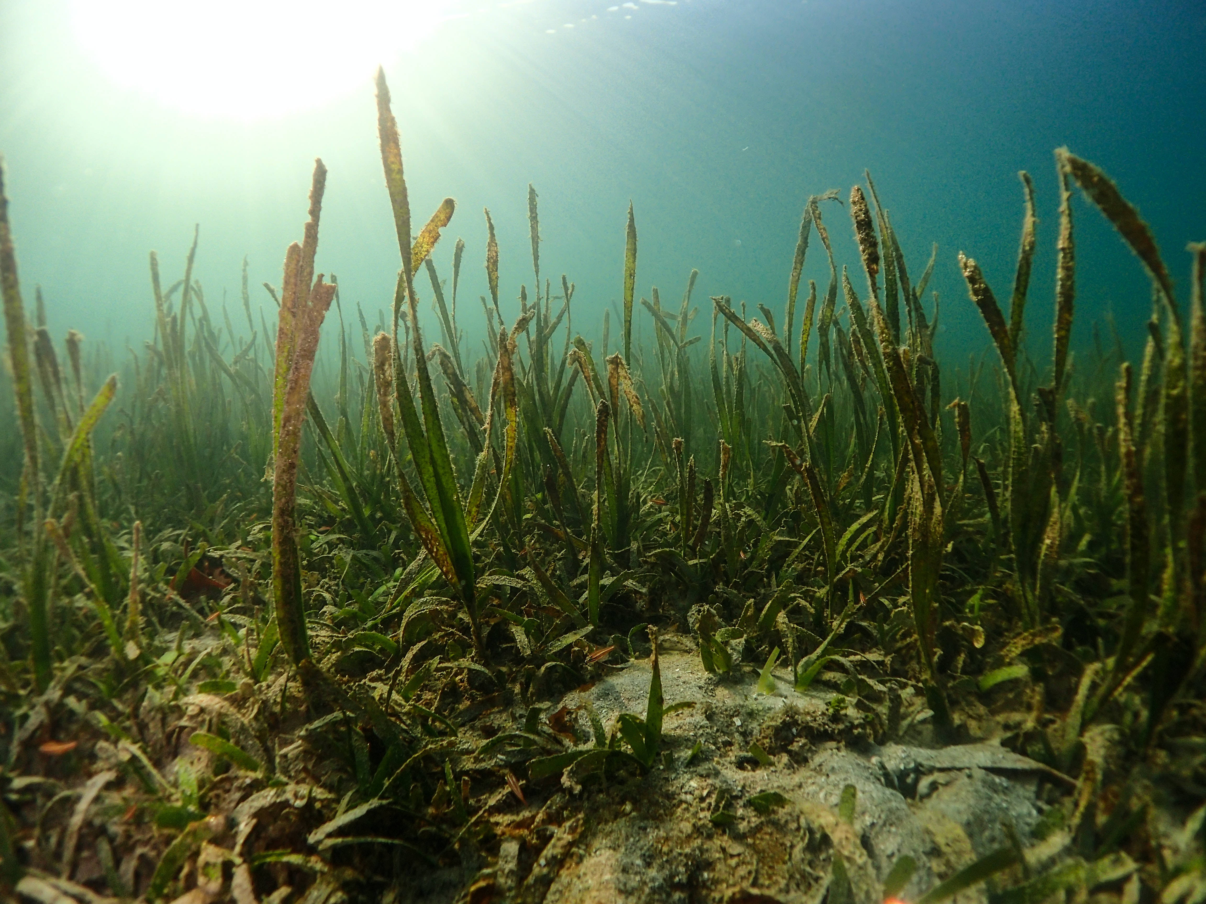 海藻與海草海床草原 壁紙 — 陽光穿過碧綠色的海水，照亮了沙質海底上一片搖曳的綠色海草。