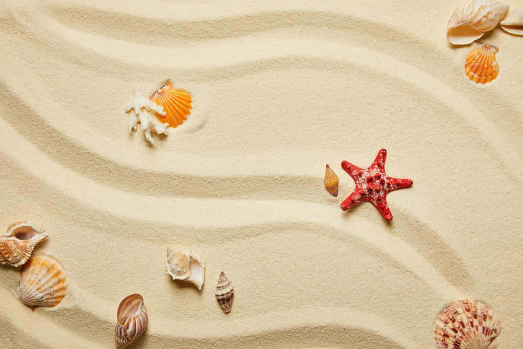 海螺、珊瑚與紅色海星 壁紙 — 波浪形米色沙紋環繞著散落的貝殼和一隻鮮紅色的海星，營造出寧靜的海灘場景。