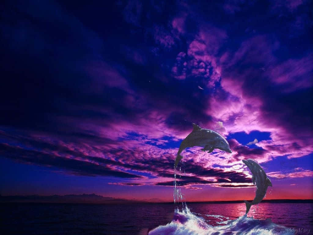 兩隻海豚在充滿活力的紫色暮色天空下從海水中躍起。 — 邁阿密海豚 GIF 壁紙