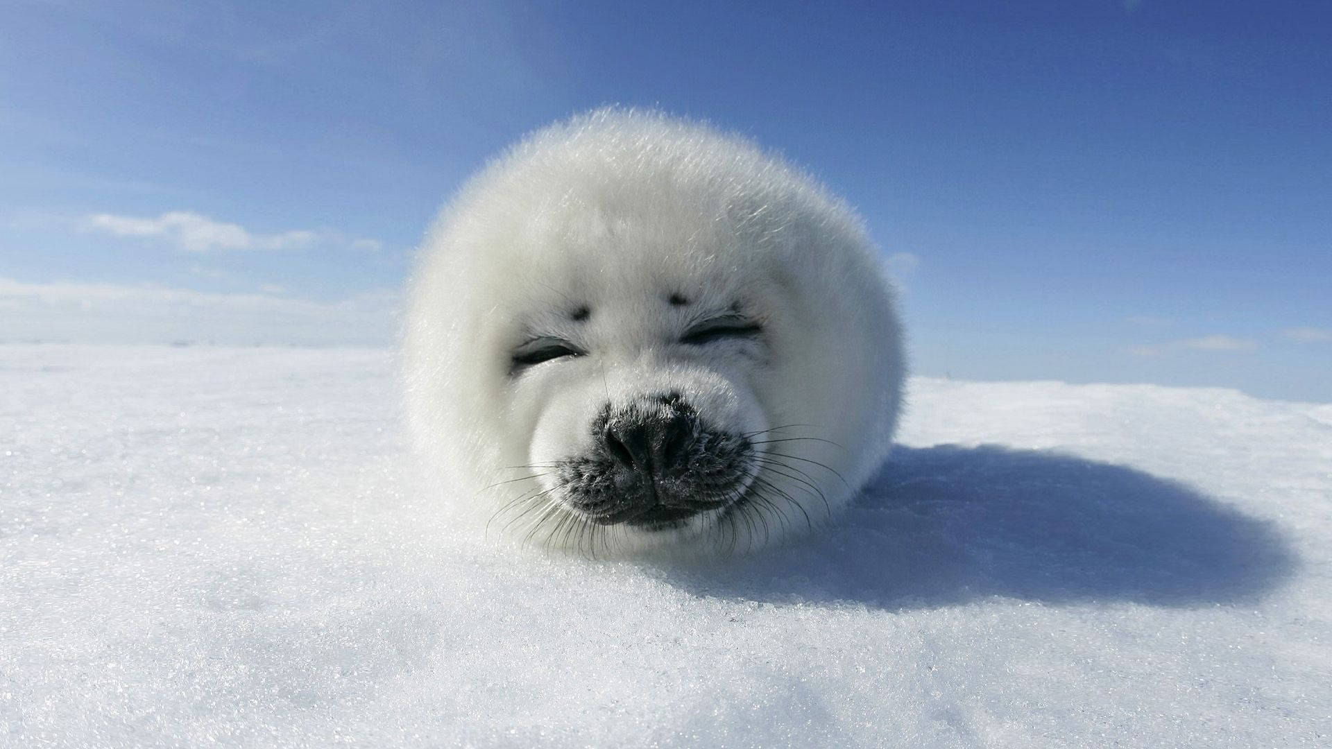 海豹雪地微笑 壁紙 — 一隻毛茸茸的白色海豹寶寶在晴朗的藍天下，在雪地上輕輕閉上眼睛，安詳地休息。
