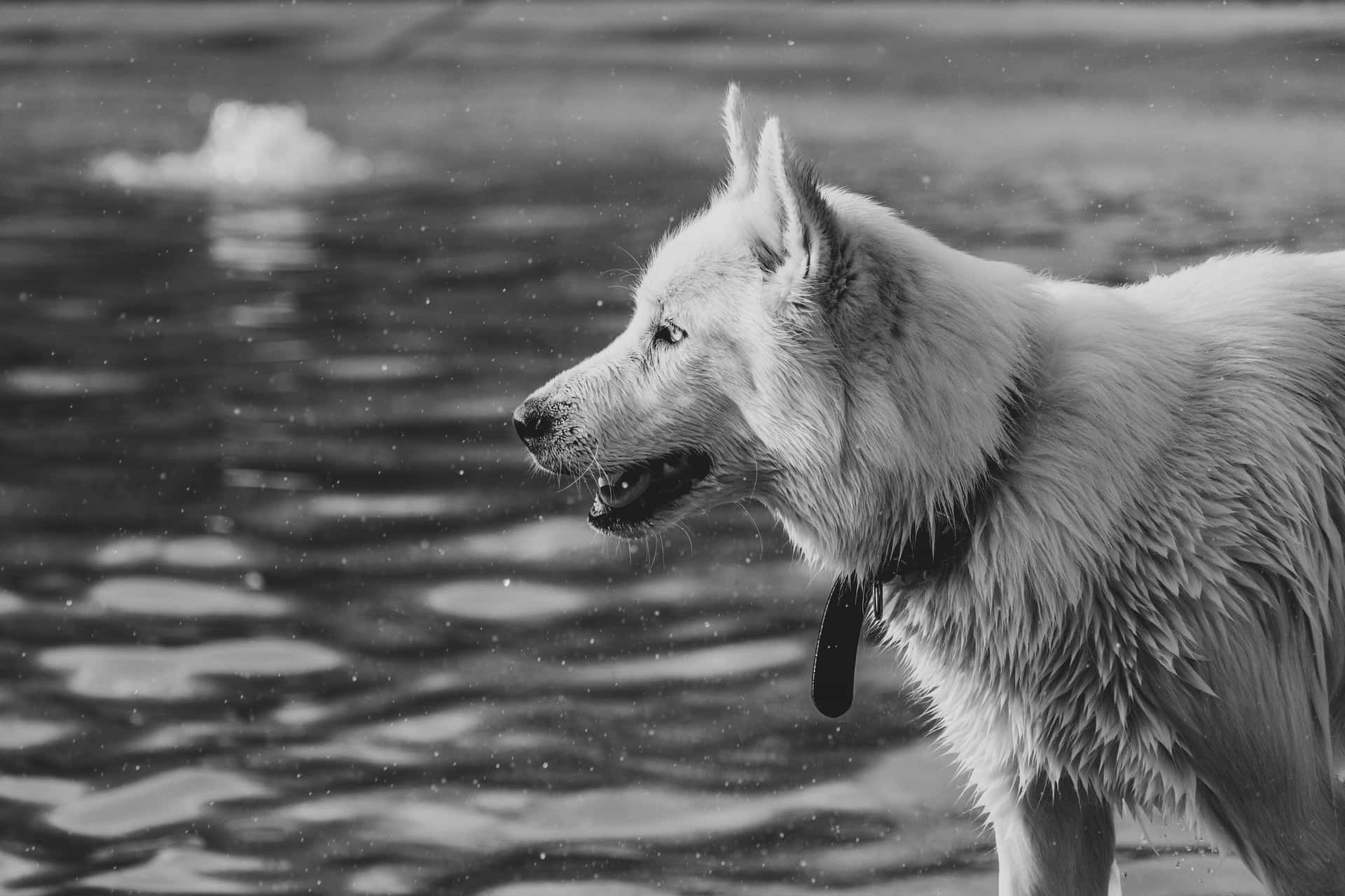 一隻白狗站在水中，雪花在牠周圍飄落。
