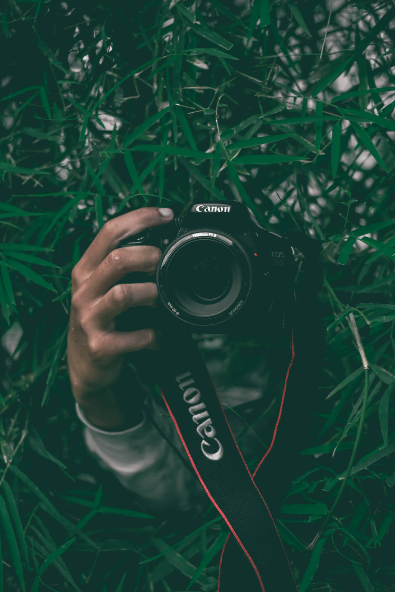 手拿著Canon相機，被綠色竹葉包圍。