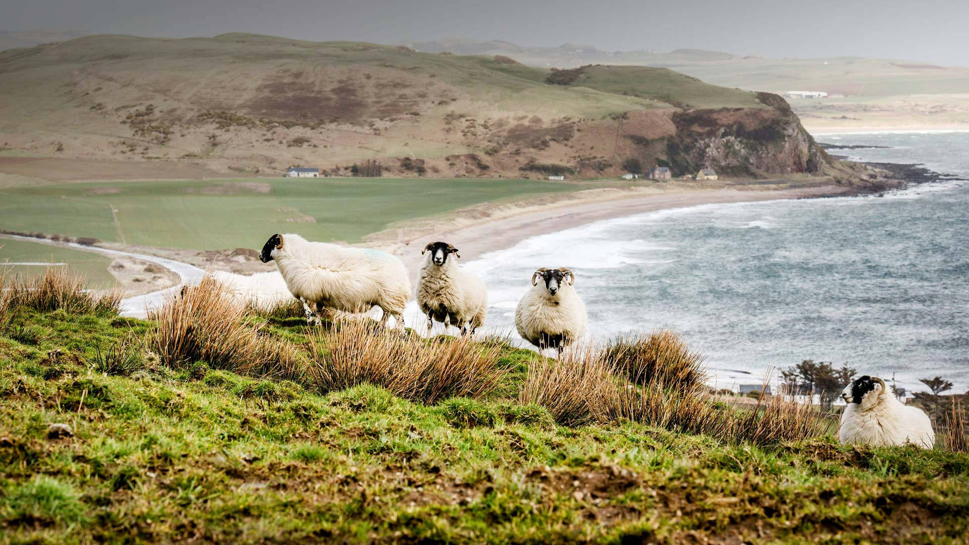 海邊的綿羊群 壁紙 — 四隻毛茸茸的羊在長滿草的懸崖上吃草，俯瞰著崎嶇的海岸線，海浪拍打，遠山在陰天之下。